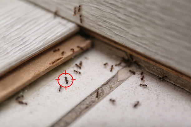 Best Termite Control Services  in Neptune City, NJ