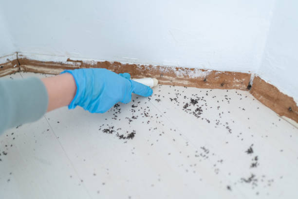 Best Affordable Pest Control Services  in Neptune City, NJ